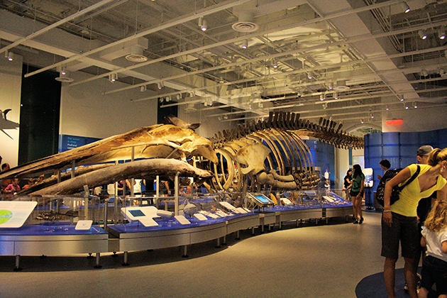 Canadian Museum of Nature